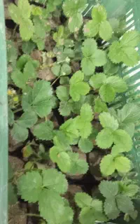 فروش انواع نشاهای  اصلاح شدومحلی.جزعی و عمده...