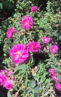 خرید گل محمدی