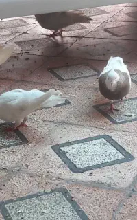 چند جفت کبوتر