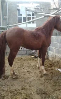 فروش اسب و معاوضه