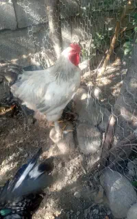 خروس برهما