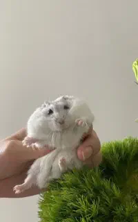 همستروینتروایت وکمپل،قفس،غذا،شن ،بامشاوره تخصصی