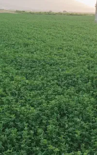 یونجه