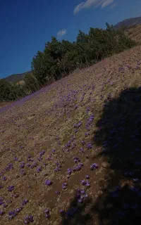 کارگر خانوم برای زعفران جمع کردن