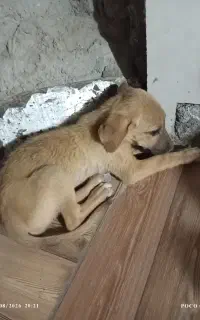 گمشده
