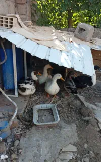 اردک