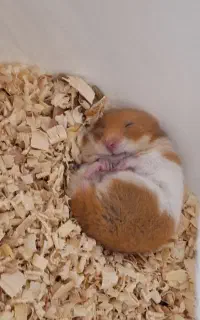 انواع همستر