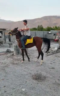 نریان کهر قد بلند