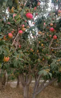 خرید سیب لبلان روی درخت خریداریم