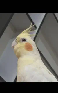 عروس هلندی گمشده