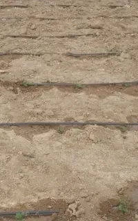 نگهبان شب همراه با کارهای کشاورزی