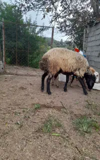 گوسفند نر فروشی