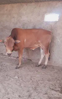 گوساله نر جرسی یا جرزی