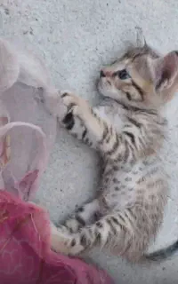 گربه نژاد دار فروش فوری