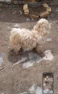 سگ پا کوتاه