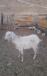 بز یک ساله برای قربانی