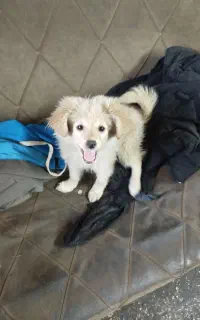 سگ پامر فنی کار