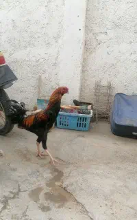 عروسک