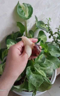 حلزون آلبینو آچاتینا