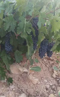 انگور مخصوص