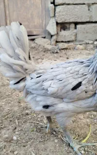 جوجه مرغ محلی پاکور و پابلند