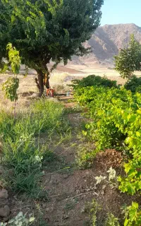 زمین آبی کمالوند