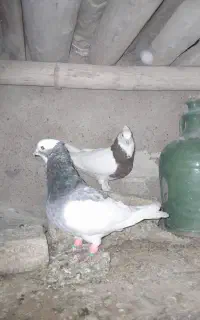 کفتر طوقی سبز