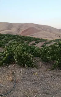 گارگر واسه انگور بریدن