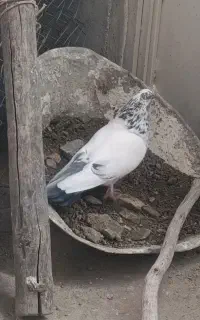 ماده کله شین