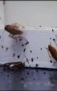 سمپاشی100%تضمینی بین برنده سوسک ریز،ساس،کنه کبوتری