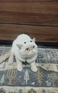 گربه نر پرشین رد پوینت