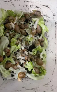 حلزون خانگی پرورشی