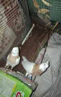 کبوتر طوقی