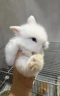بچه خرگوش لوپی ترکیش