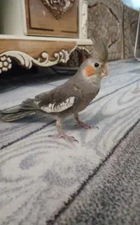 یک عدد عروس هلندی