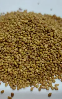 بذر همدانی پایه بلند