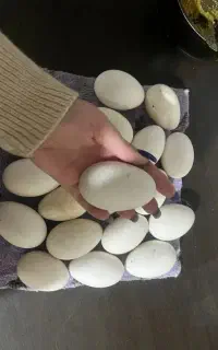 تخم قوغاز
