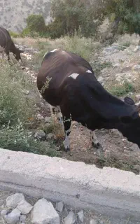 قیمت 480000000معاوزه هم با میش