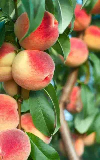 عرضه مستقیم نهال هلو جوادی