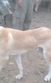 سگ گوسفندی