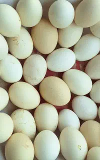 تخم مرغ محلی تازه