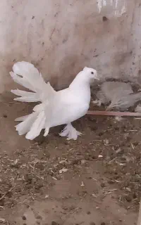 دمچتری آمریکایی