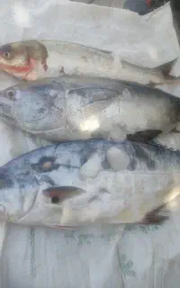 ماهی تازه