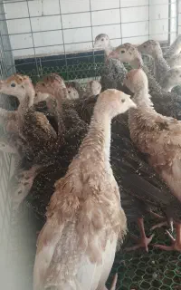 بوقلمون ۲ماهه