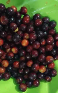 رب آلوچه ترش جنگلی