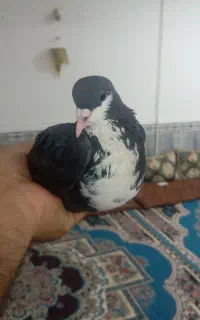 فروش کفتر
