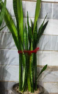 گیاه سانسوریا