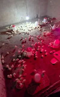 جوجه یک روزه گوشتی راس ۳۰۸