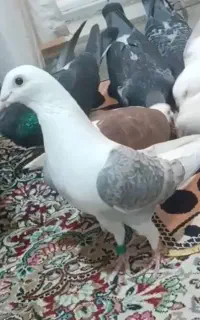 پرنده کبوتر آلمانی پلاکی