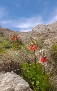 طبیعت گردی